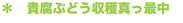 shapeimage_2_link_10