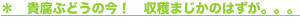 shapeimage_2_link_9